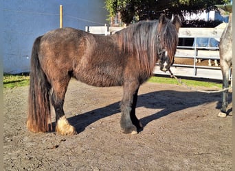 Gypsy Horse, Mare, 4 years, 14 hh, Brown