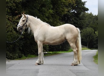 Gypsy Horse, Mare, 4 years, 14 hh, Palomino