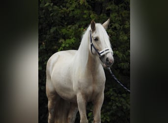 Gypsy Horse, Mare, 4 years, 14 hh, Palomino