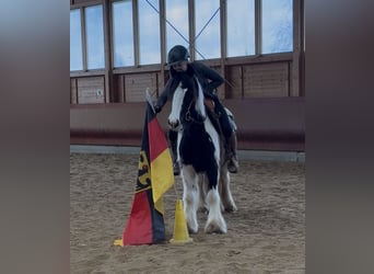 Gypsy Horse, Mare, 4 years, 14 hh, Pinto