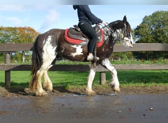 Gypsy Horse, Mare, 4 years, 14 hh, Pinto