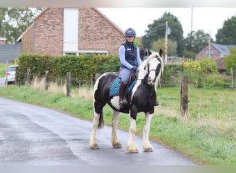 Gypsy Horse, Mare, 4 years, 14 hh, Pinto