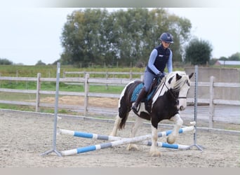 Gypsy Horse, Mare, 4 years, 14 hh, Pinto