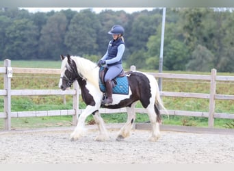 Gypsy Horse, Mare, 4 years, 14 hh, Pinto