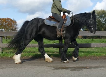 Gypsy Horse, Mare, 4 years, 14,1 hh, Black