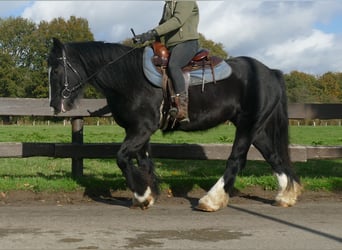 Gypsy Horse, Mare, 4 years, 14,1 hh, Black