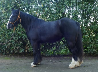 Gypsy Horse, Mare, 4 years, 14,1 hh, Black