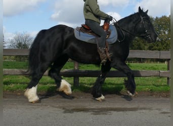 Gypsy Horse, Mare, 4 years, 14,1 hh, Black