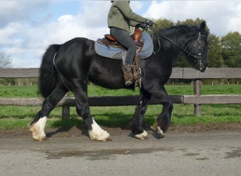 Gypsy Horse, Mare, 4 years, 14,1 hh, Black