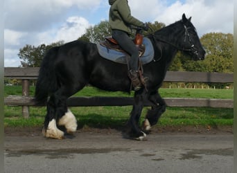 Gypsy Horse, Mare, 4 years, 14,1 hh, Black