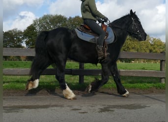 Gypsy Horse, Mare, 4 years, 14,1 hh, Black