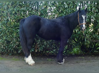 Gypsy Horse, Mare, 4 years, 14,1 hh, Black
