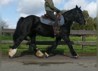 Gypsy Horse, Mare, 4 years, 14,1 hh, Black