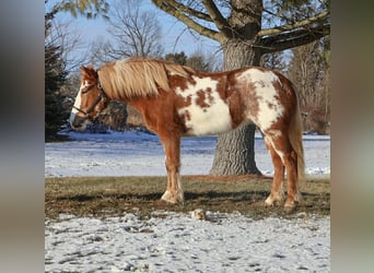 Gypsy Horse, Mare, 4 years, 14,1 hh, Pinto