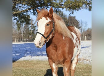 Gypsy Horse, Mare, 4 years, 14,1 hh, Pinto
