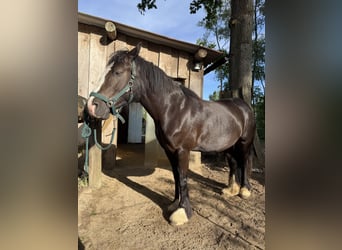 Gypsy Horse Mix, Mare, 4 years, 14,1 hh, Smoky-Black