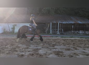 Gypsy Horse, Mare, 4 years, 14,2 hh, Bay-Dark