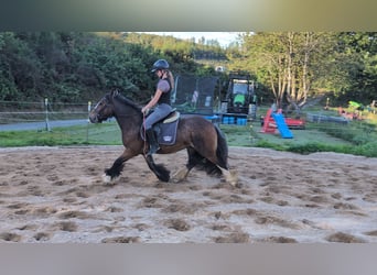 Gypsy Horse, Mare, 4 years, 14,2 hh, Bay-Dark