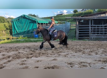 Gypsy Horse, Mare, 4 years, 14,2 hh, Bay-Dark
