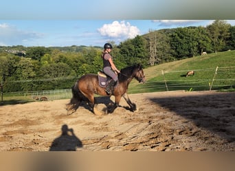 Gypsy Horse, Mare, 4 years, 14,2 hh, Bay-Dark