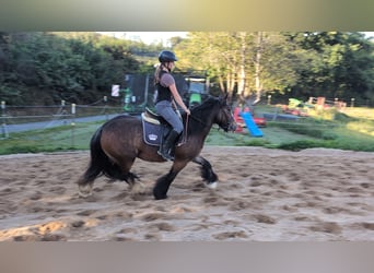 Gypsy Horse, Mare, 4 years, 14,2 hh, Bay-Dark