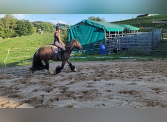 Gypsy Horse, Mare, 4 years, 14,2 hh, Bay-Dark