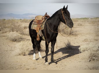 Gypsy Horse Mix, Mare, 4 years, 14,3 hh, Black