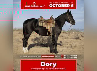 Gypsy Horse Mix, Mare, 4 years, 14,3 hh, Black