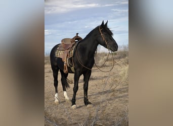 Gypsy Horse Mix, Mare, 4 years, 14,3 hh, Black