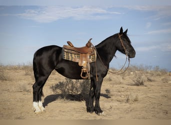 Gypsy Horse Mix, Mare, 4 years, 14,3 hh, Black
