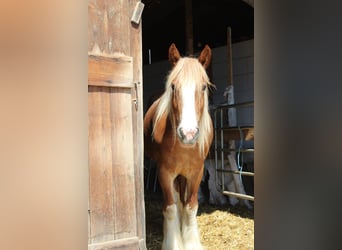 Gypsy Horse, Mare, 4 years, 14,3 hh, Brown-Light
