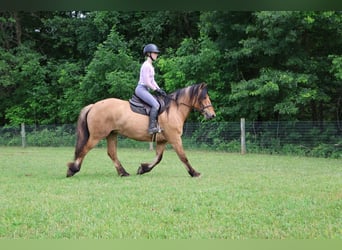 Gypsy Horse Mix, Mare, 4 years, 14,3 hh, Dun