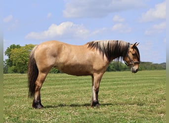Gypsy Horse Mix, Mare, 4 years, 14,3 hh, Dun