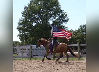 Gypsy Horse Mix, Mare, 4 years, 14,3 hh, Dun