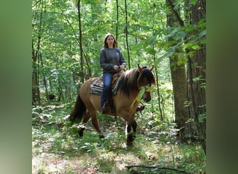 Gypsy Horse Mix, Mare, 4 years, 14,3 hh, Dun