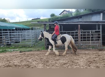 Gypsy Horse, Mare, 4 years, 14,3 hh, Pinto