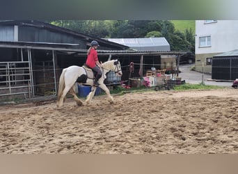 Gypsy Horse, Mare, 4 years, 14,3 hh, Pinto