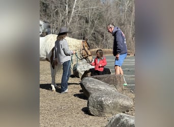 Gypsy Horse Mix, Mare, 4 years, 15,1 hh