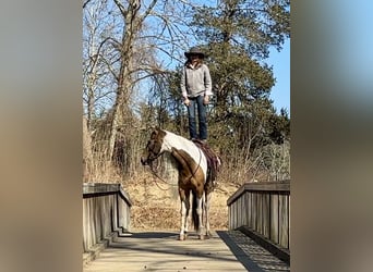 Gypsy Horse Mix, Mare, 4 years, 15,1 hh