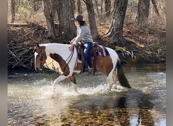 Gypsy Horse Mix, Mare, 4 years, 15.1 hh