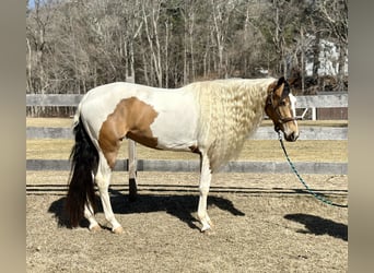 Gypsy Horse Mix, Mare, 4 years, 15.1 hh