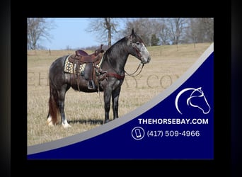Gypsy Horse Mix, Mare, 4 years, 15 hh, Roan-Blue