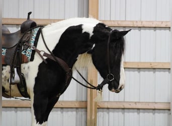 Gypsy Horse Mix, Mare, 4 years, 16 hh, Pinto
