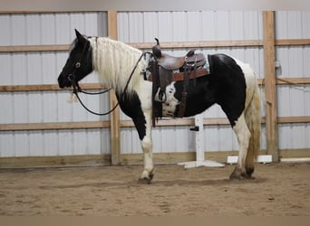 Gypsy Horse Mix, Mare, 4 years, 16 hh, Pinto
