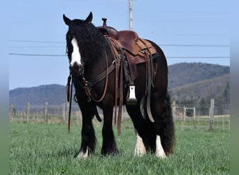 Gypsy Horse, Mare, 4 years, Black