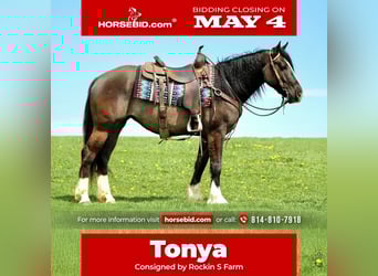 Gypsy Horse Mix, Mare, 4 years, Grullo