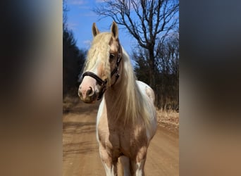 Gypsy Horse, Mare, 4 years, Palomino