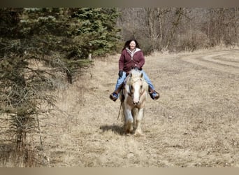 Gypsy Horse, Mare, 4 years, Palomino