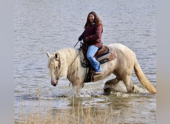 Gypsy Horse, Mare, 4 years, Palomino