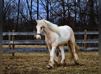 Gypsy Horse, Mare, 4 years, Palomino